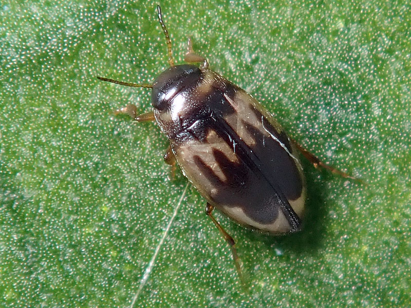 Dytiscidae: stessa specie? S, Hydroglyphus geminus (= pusillus)